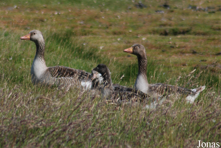 Anser anser / Texel