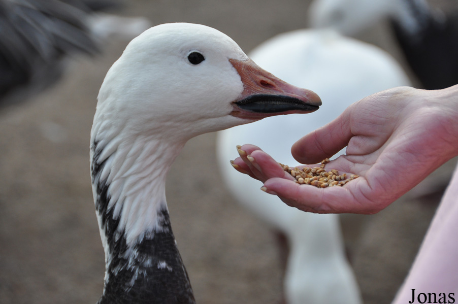 Anser caerulescens caerulescens