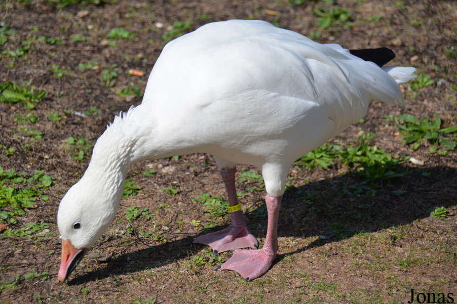 Anser caerulescens caerulescens
