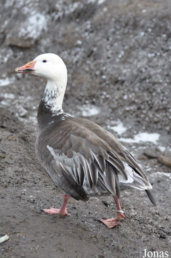 Anser caerulescens caerulescens