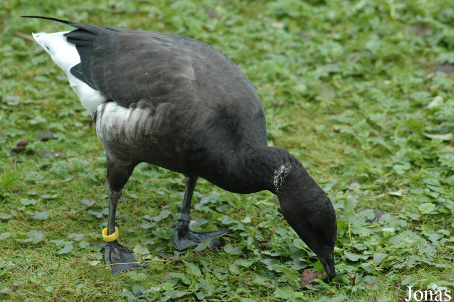 Branta bernicla nigricans