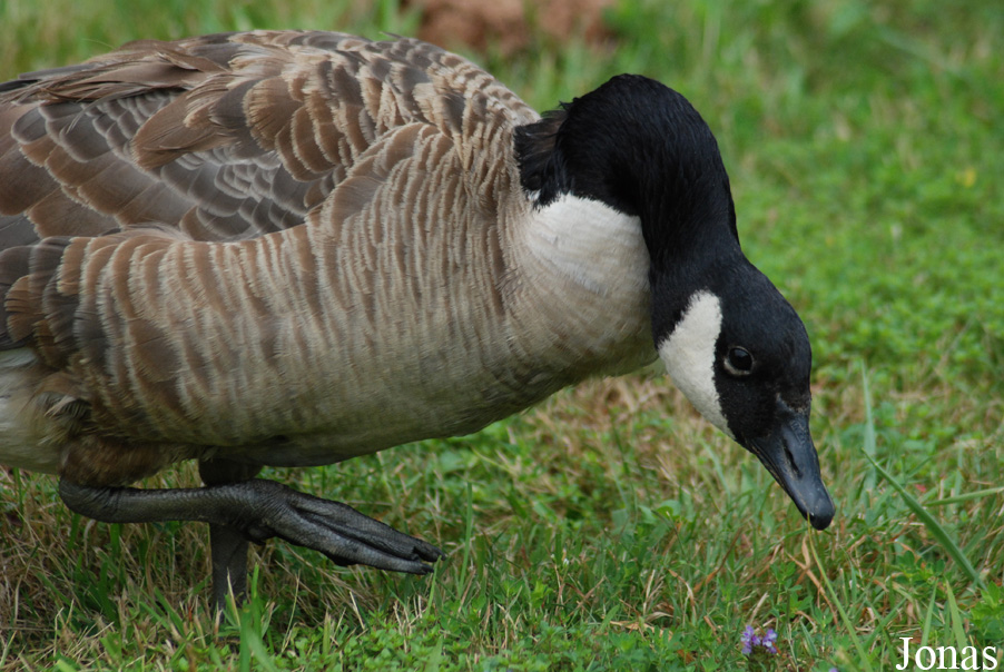 Branta canadensis