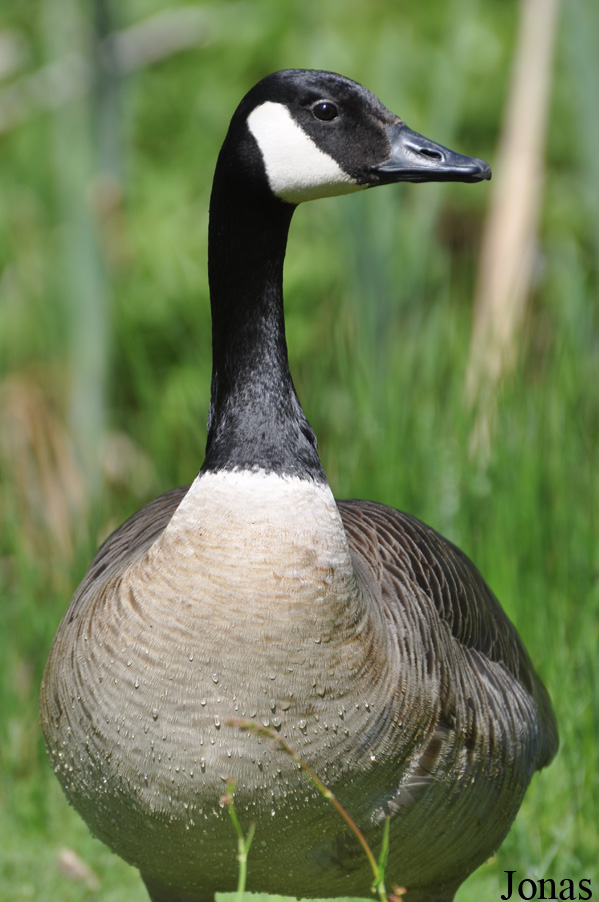 Branta canadensis