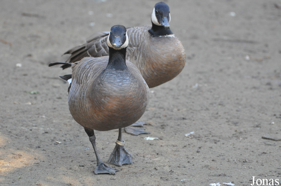 Branta hutchinsii minima