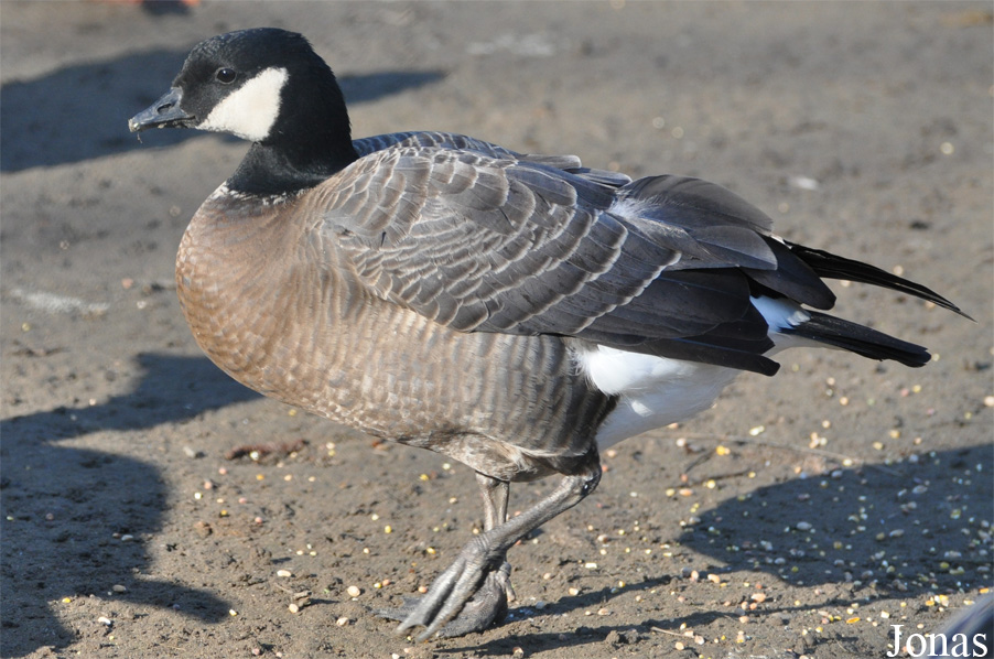 Branta hutchinsii minima