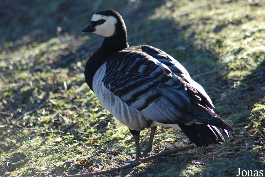 Branta leucopsis