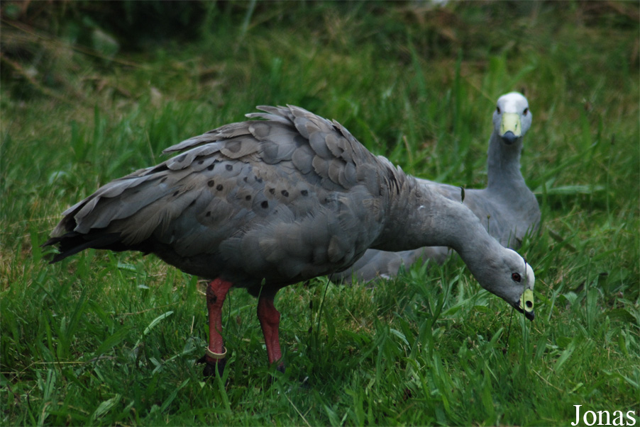 Cereopsis novaehollandiae