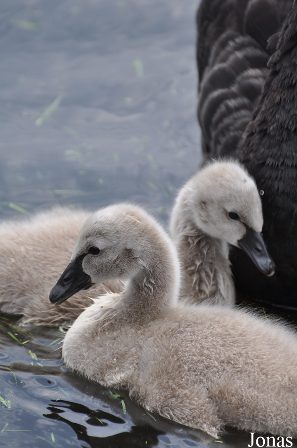 Cygnus atratus