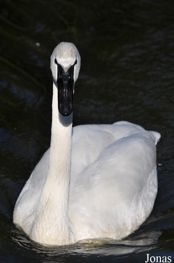 Cygnus buccinator