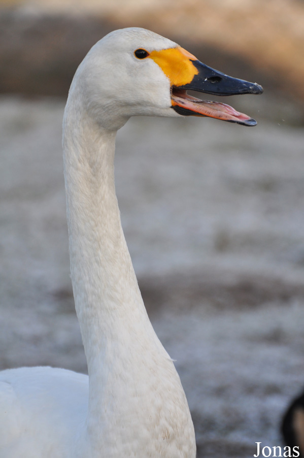 Cygnus columbianus bewickii