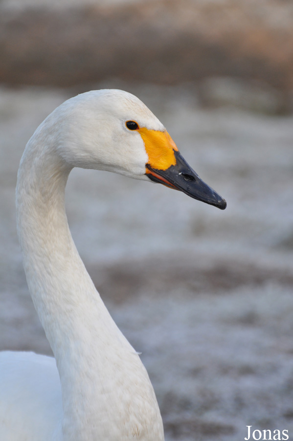 Cygnus columbianus bewickii