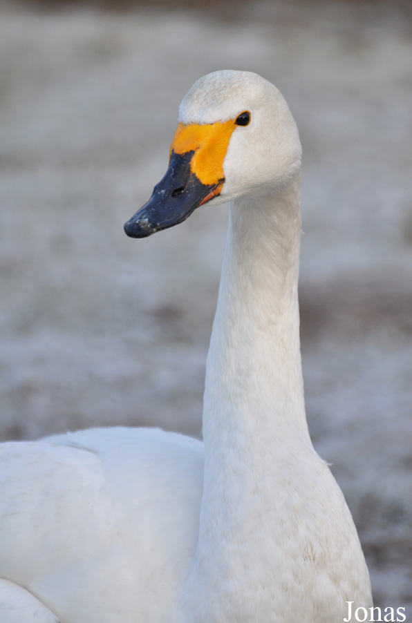 Cygnus columbianus bewickii