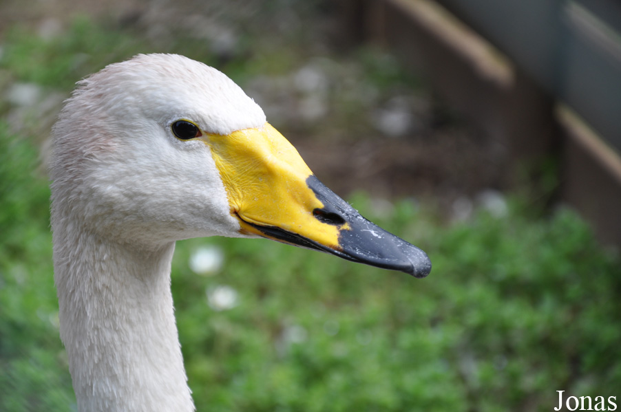 Cygnus cygnus