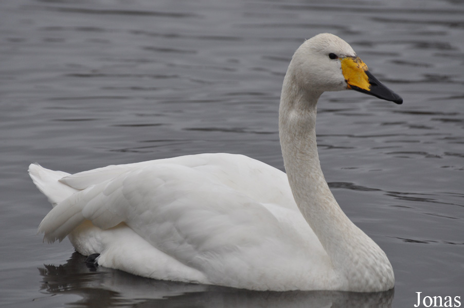 Cygnus cygnus