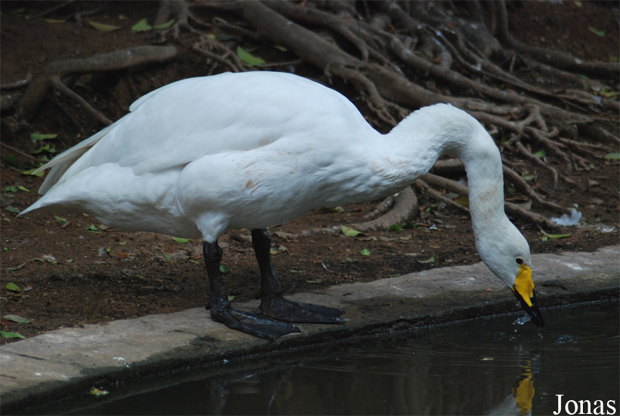 Cygnus cygnus