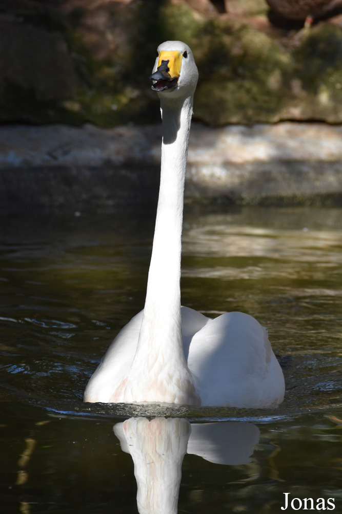 Cygnus cygnus