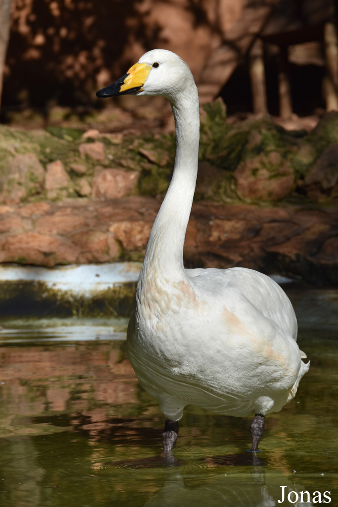 Cygnus cygnus