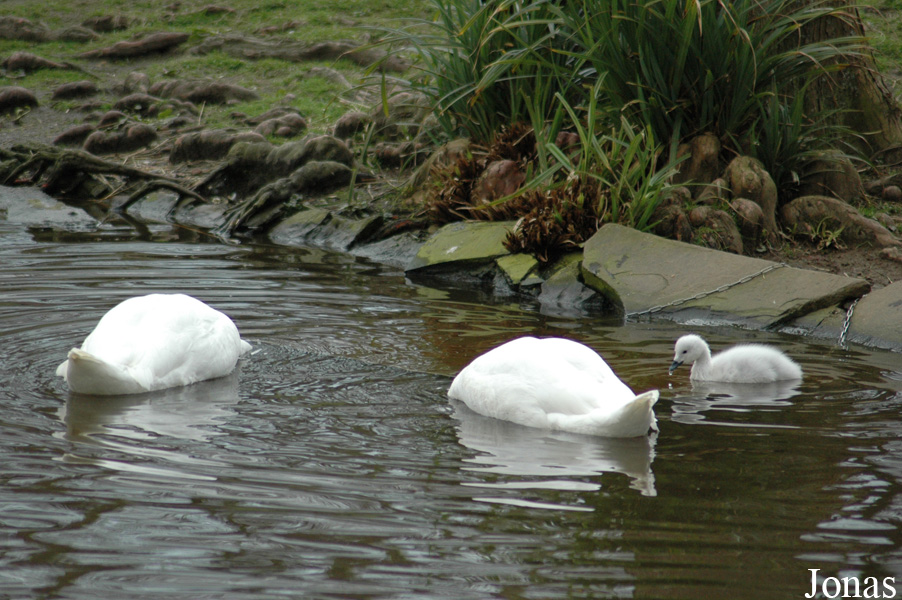 Cygnus melancoryphus