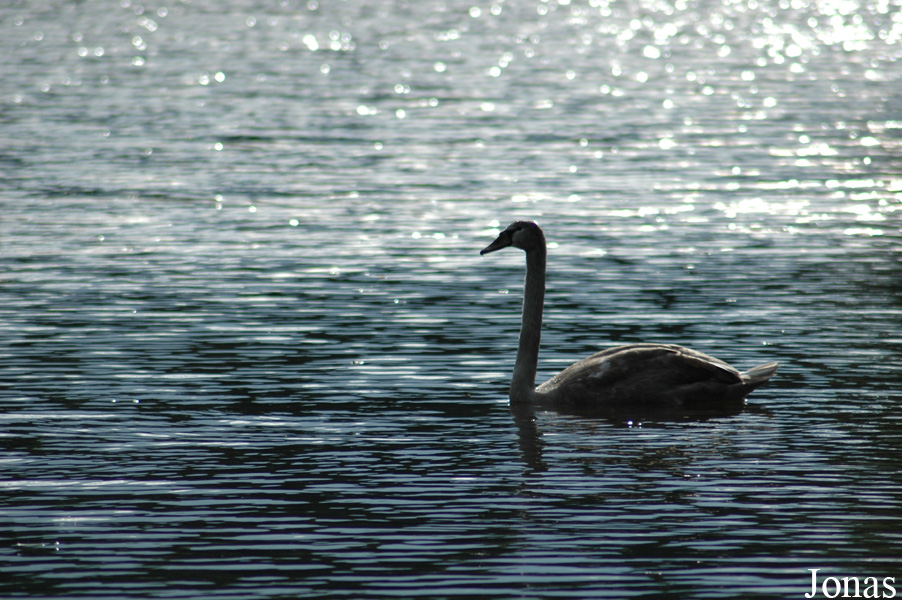 Cygnus olor