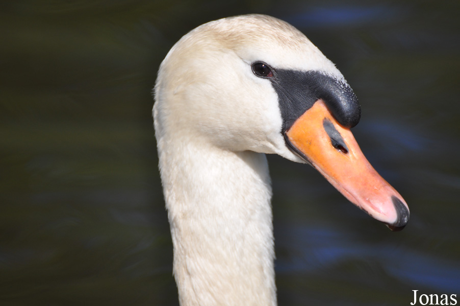 Cygnus olor