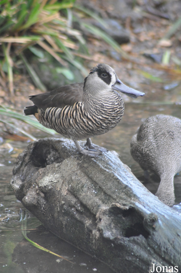 Malacorhynchus membranaceus