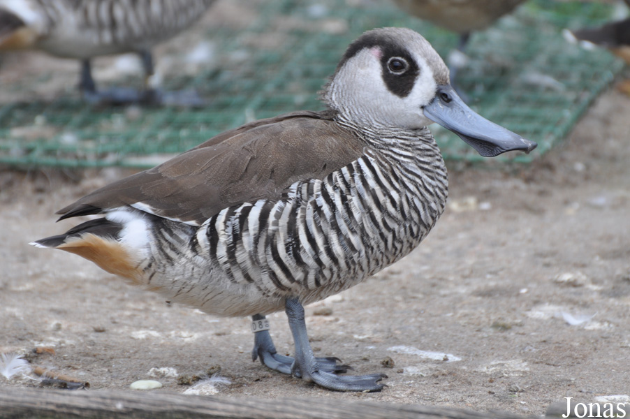 Malacorhynchus membranaceus