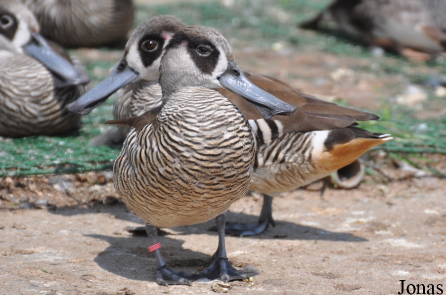 Malacorhynchus membranaceus
