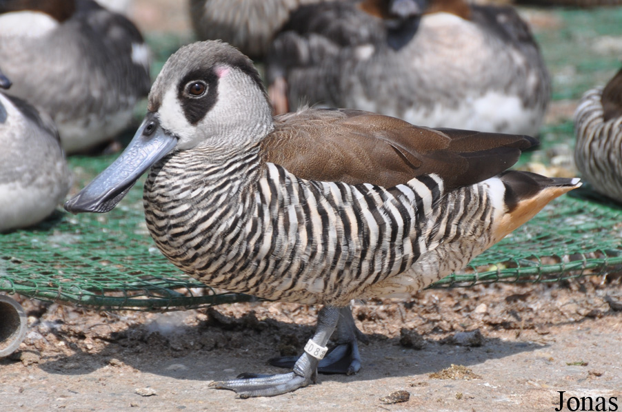 Malacorhynchus membranaceus