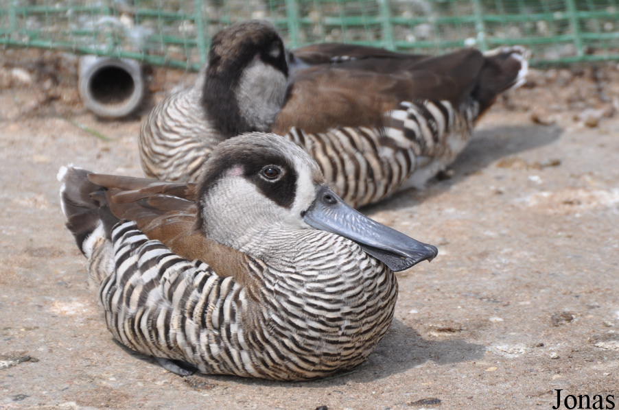 Malacorhynchus membranaceus