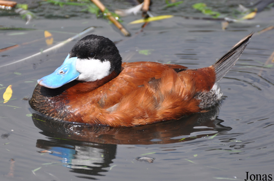 Oxyura jamaicensis