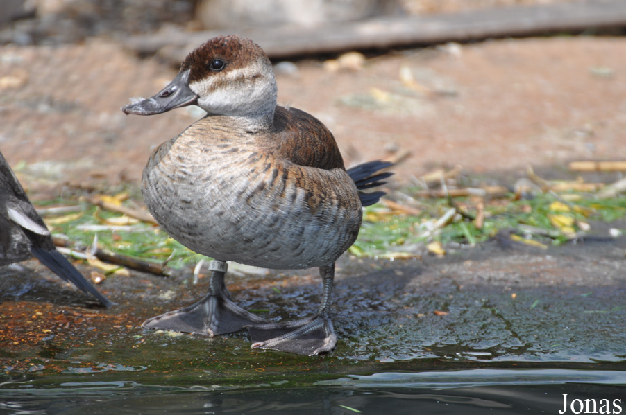 Oxyura jamaicensis
