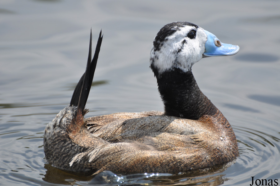 Oxyura leucocephala