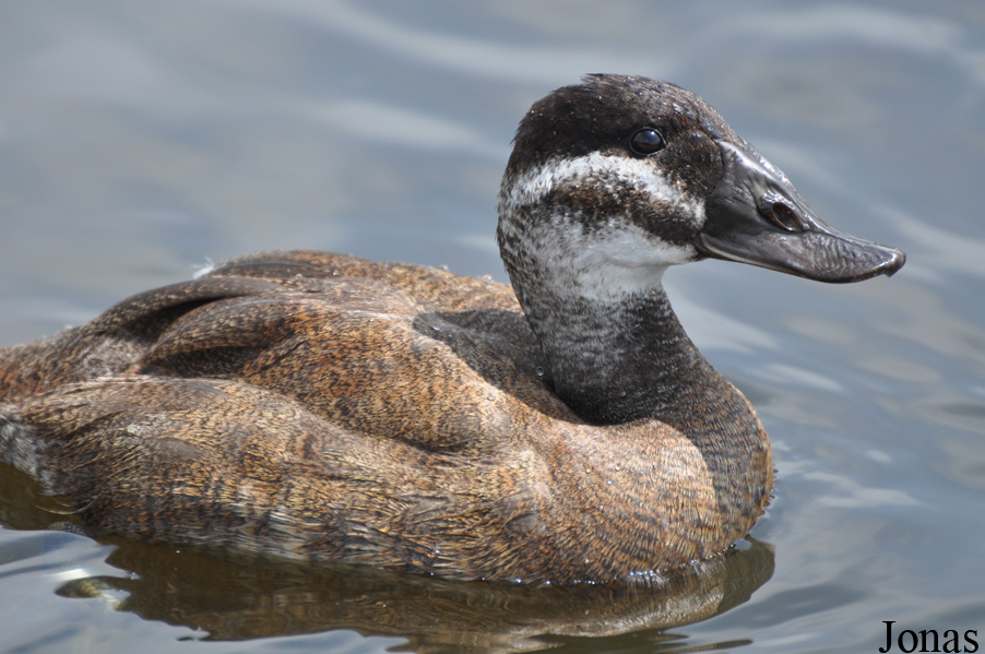 Oxyura leucocephala