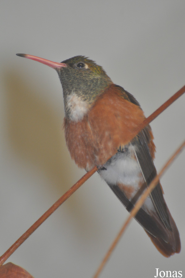 Amazilis amazilia