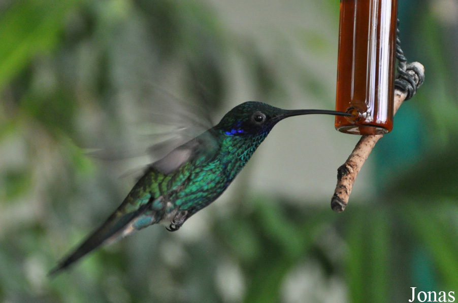 Colibri coruscans