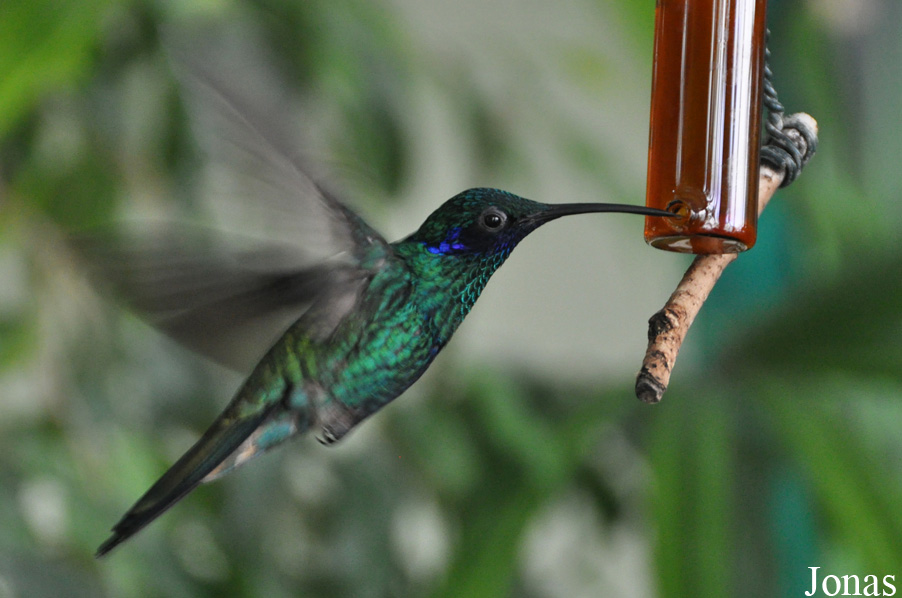 Colibri coruscans