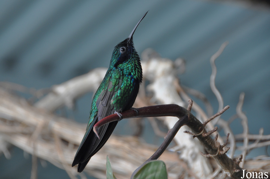 Colibri coruscans