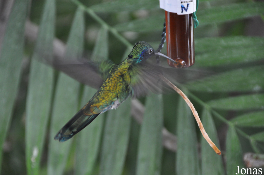 Colibri coruscans