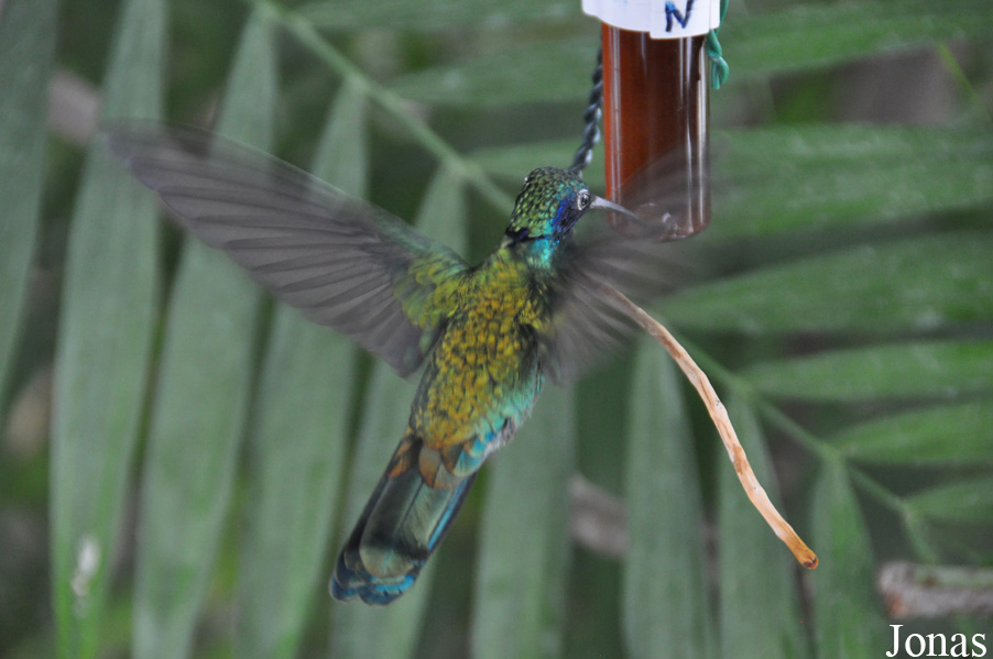 Colibri coruscans