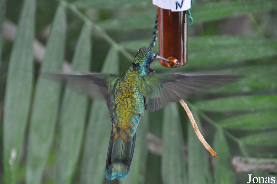 Colibri coruscans