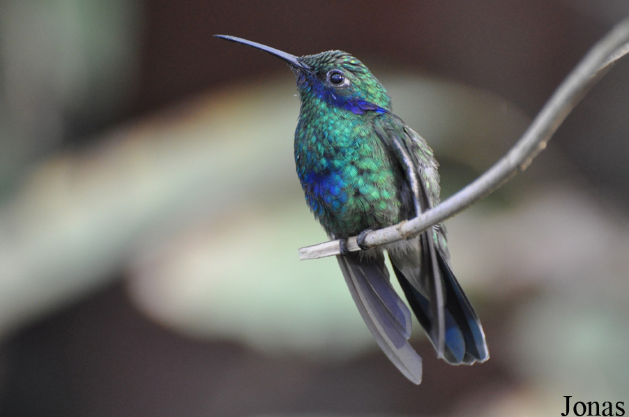 Colibri coruscans