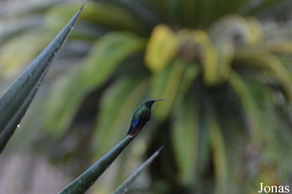 Eulampis holosericeus holosericeus