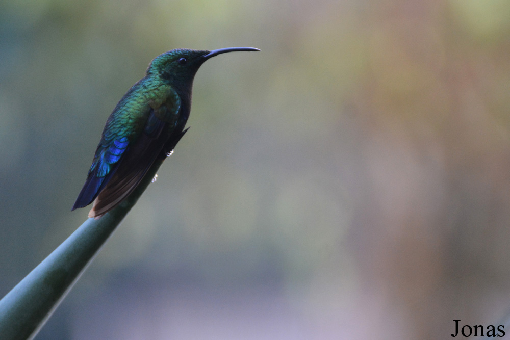 Eulampis holosericeus holosericeus
