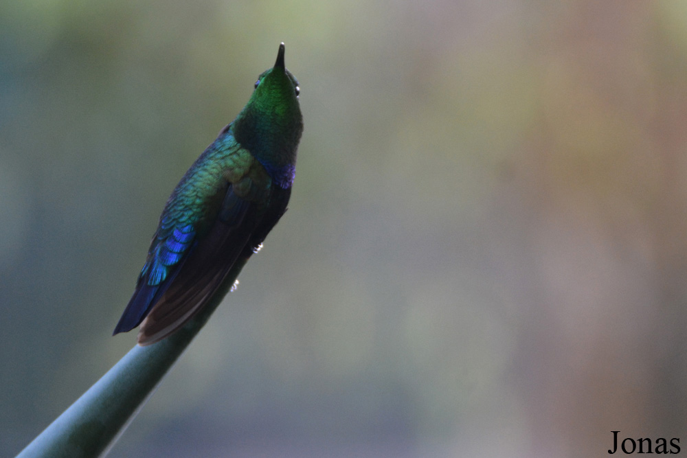 Eulampis holosericeus holosericeus