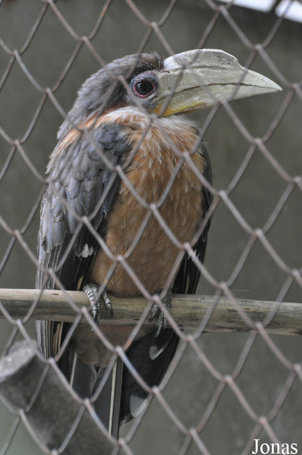 Anorrhinus austeni