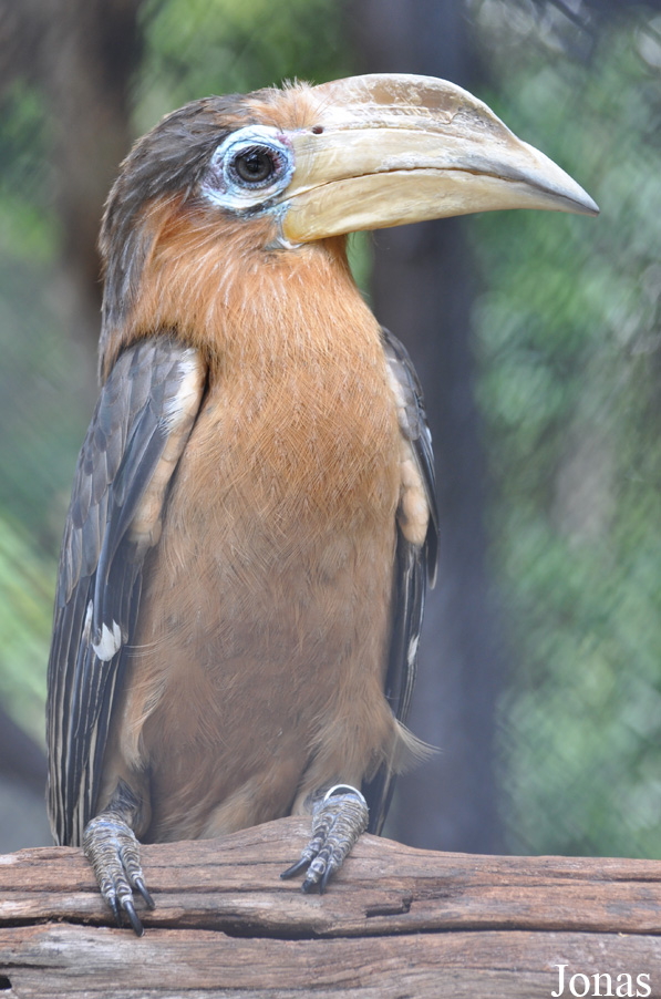 Anorrhinus tickelli
