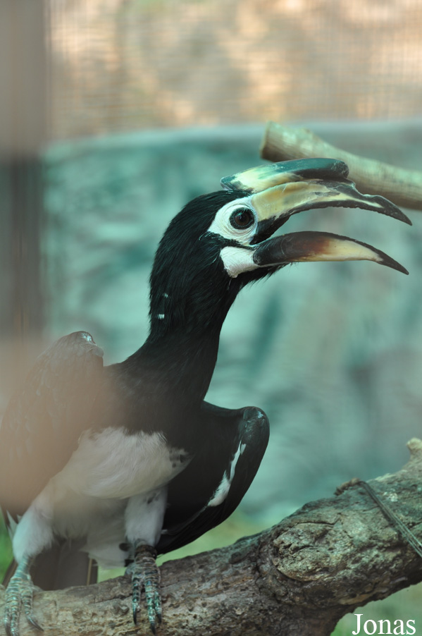 Anthracoceros albirostris