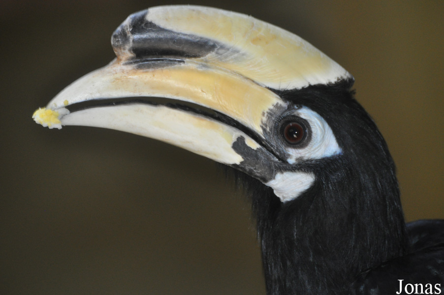 Anthracoceros albirostris