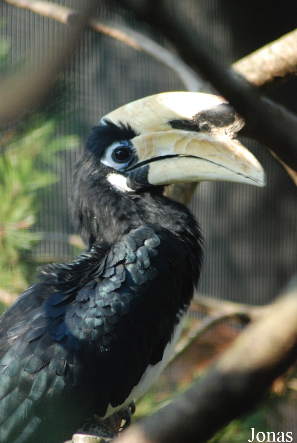 Anthracoceros coronatus