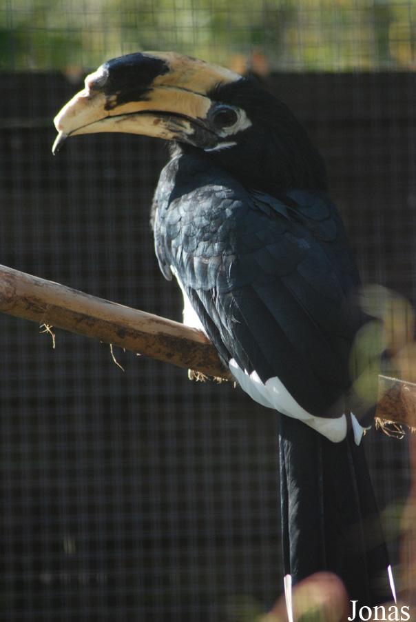 Anthracoceros coronatus